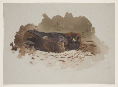 巣の上のイーグル、1915年頃（紙に鉛筆の上に水彩とボディカラーを使用 作： Archibald Thorburn