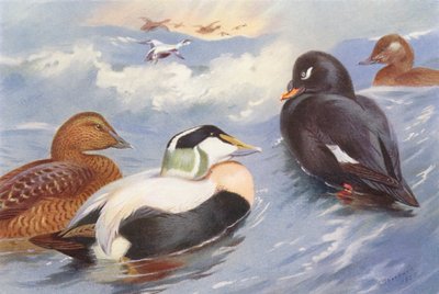 アイダーダック（オス・メス）、ベルベットスコーター（オス・メス）（カラーリトグラフ） 作： Archibald Thorburn