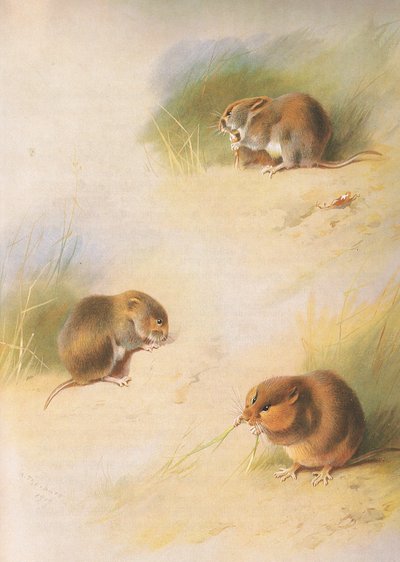 ロングマンズアンドカンパニー発行のThorburns MammalsのField Vole、Bank Vole、Orkney Vole c。 1920年 作： Archibald Thorburn