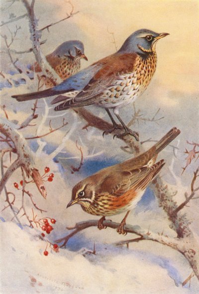 フィールドフェア、レッドウィング（カラーリトグラフ） 作： Archibald Thorburn