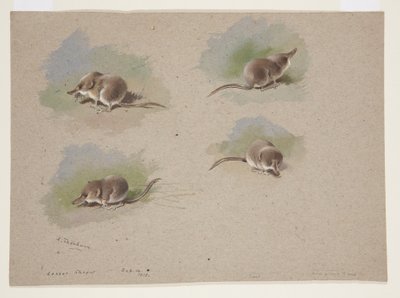 小ネズミの4つのヴィネット、1915年頃（紙に鉛筆の上に水彩とボディカラーを使用 作： Archibald Thorburn