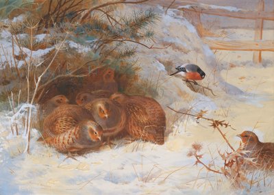 霜の降りる朝、冬のキジ 作： Archibald Thorburn