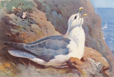 フルマー（カラーリトグラフ） 作： Archibald Thorburn