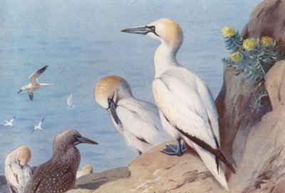 カツオドリ（成鳥と未成鳥）（カラーリトグラフ） 作： Archibald Thorburn