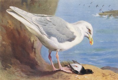 ウミネコ、コガモ（夏）（カラーリトグラフ） 作： Archibald Thorburn
