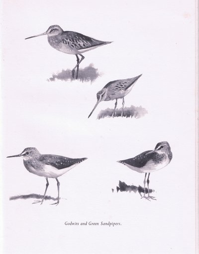 Godwits and Green Sandpipers、1938 作： Archibald Thorburn