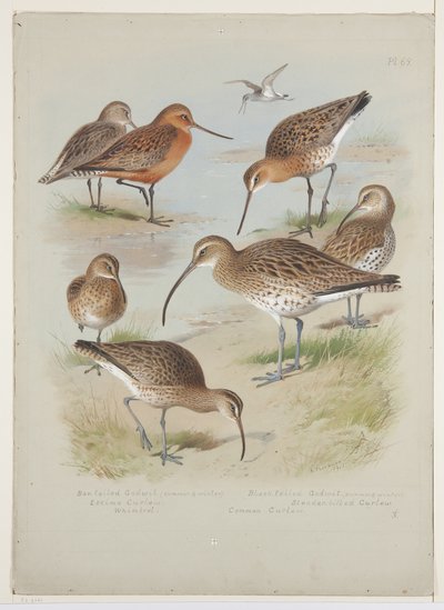 ゴジュウカラとカルガモ、1915年頃（ボードに鉛筆の上に水彩とボディカラーを使用 作： Archibald Thorburn
