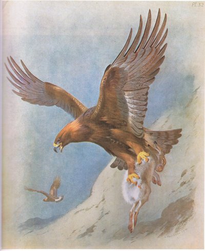 イヌワシとマウンテンヘア、パブ。ブッククラブアソシエイツ、1972年 作： Archibald Thorburn