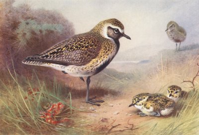 黄金千鳥（夏）（カラーリトグラフ） 作： Archibald Thorburn