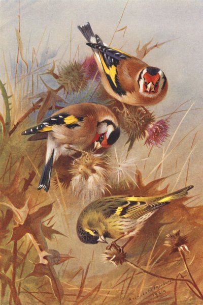 金木犀、鶸（カラーリトグラフ） 作： Archibald Thorburn