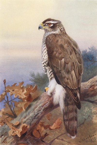 オオタカ（カラーリトグラフ） 作： Archibald Thorburn