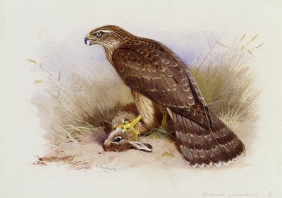 オオタカ 作： Archibald Thorburn