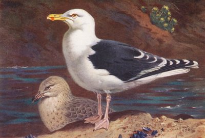 オオセグロカモメ（成鳥と幼鳥）（カラーリトグラフ） 作： Archibald Thorburn