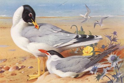 オオセグロカモメ、カスミアジサシ（カラーリトグラフ） 作： Archibald Thorburn