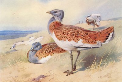 オオヒシクイ（オス・メス）（カラーリトグラフ） 作： Archibald Thorburn
