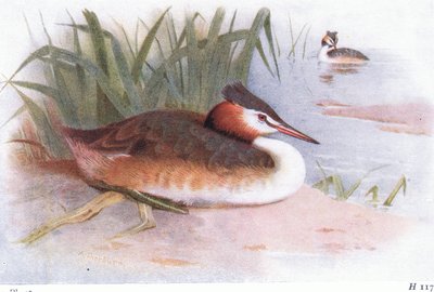 カンムリカイツブリ 作： Archibald Thorburn