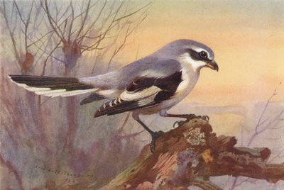 オオモズ（カラーリトグラフ） 作： Archibald Thorburn