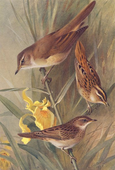 オオヨシキリ、ミズムシクイ、キリギリス（カラーリトグラフ） 作： Archibald Thorburn
