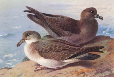 オオミズナギドリ、ススイロミズナギドリ（カラーリトグラフ） 作： Archibald Thorburn