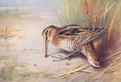 オオジシギ（カラーリトグラフ） 作： Archibald Thorburn