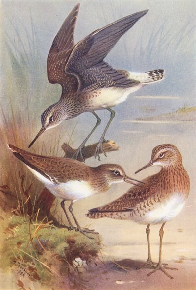 アオアシシギ、イソシギ、ハマシギ（カラーリトグラフ） 作： Archibald Thorburn