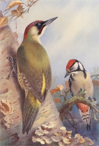 アオゲラ、オオアカゲラ（未成熟）（カラーリトグラフ） 作： Archibald Thorburn