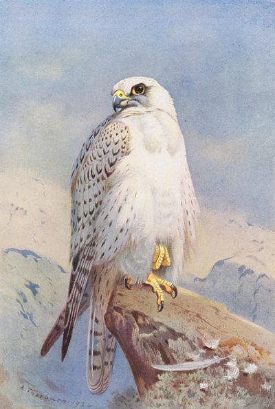 グリーンランド・ファルコン（カラーリトグラフ） 作： Archibald Thorburn