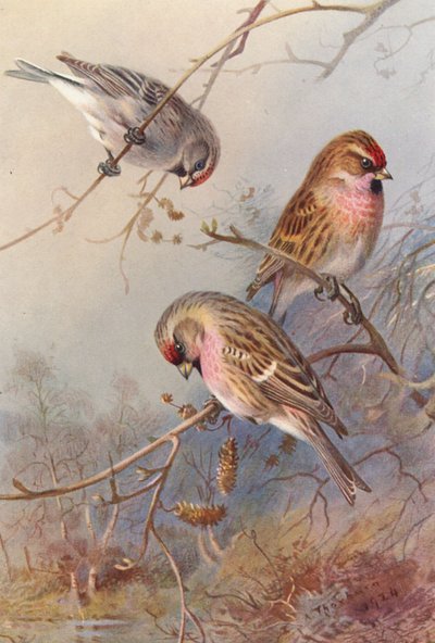 グリーンランド・レッドポール、レッサー・レッドポール、ミーリー・レッドポール（カラーリトグラフ） 作： Archibald Thorburn