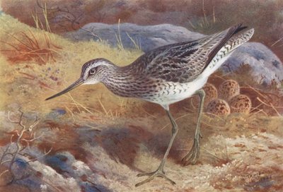 グリーンシャンク（カラーリトグラフ） 作： Archibald Thorburn