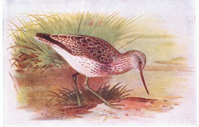 イギリス諸島の鳥とその卵のグリーンシャンク、1958年フレデリックウォーン＆Co Ltdから出版 作： Archibald Thorburn