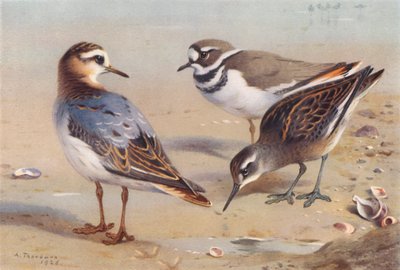 ハイイロヒレアシシギ（秋）、キアシシギ、アカエリヒレアシシギ（未成熟）（カラーリトグラフ） 作： Archibald Thorburn