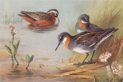 ハイイロヒレアシシギ（夏）、アカエリヒレアシシギ（夏）（カラーリトグラフ） 作： Archibald Thorburn