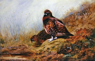 ライチョウ 作： Archibald Thorburn