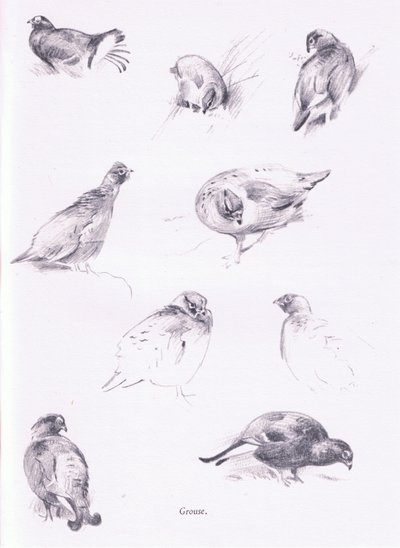 ライチョウ、1938 作： Archibald Thorburn