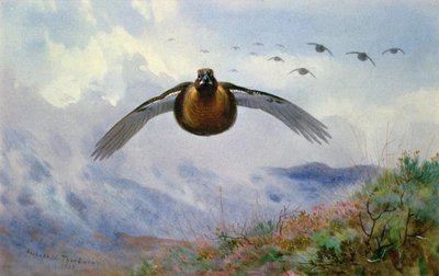 飛行中のライチョウ 作： Archibald Thorburn