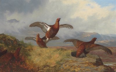 飛行中のライチョウ 作： Archibald Thorburn