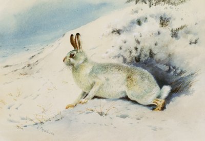 野ウサギ 作： Archibald Thorburn