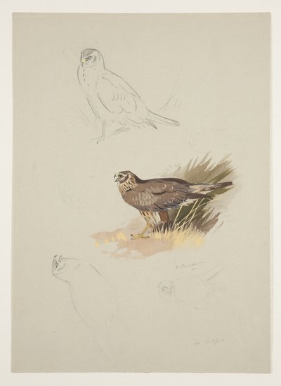 ハリアー、1915年頃（紙に鉛筆の上に水彩とボディカラーを使用 作： Archibald Thorburn