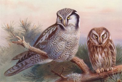 鷹、テングマルフクロウ（カラーリトグラフ） 作： Archibald Thorburn