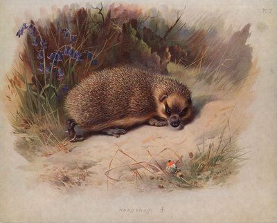 ハリネズミ 作： Archibald Thorburn