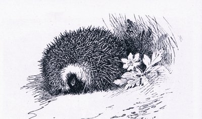 ハリネズミ、イギリスの自然、コリンズ発行、1946 作： Archibald Thorburn