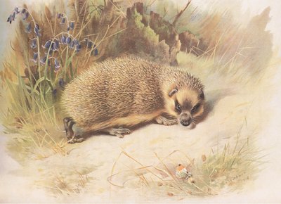 ハリネズミ、Thorburns Mammalsから、Longmans and Coによって発行されました。 1920年 作： Archibald Thorburn
