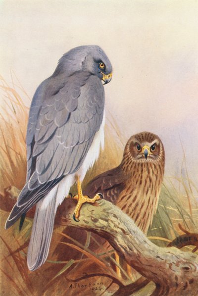 ヘン・ハリアー（カラーリトグラフ） 作： Archibald Thorburn