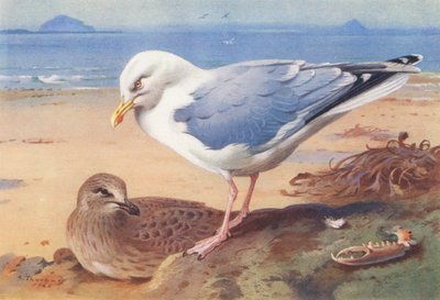 セグロカモメ（成鳥と幼鳥）（カラーリトグラフ） 作： Archibald Thorburn