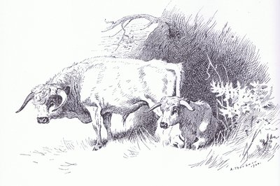 ハイランド・キャトル』（ブッククラブアソシエイツ刊 作： Archibald Thorburn