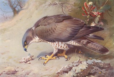 ハニー・バザード（カラーリトグラフ） 作： Archibald Thorburn