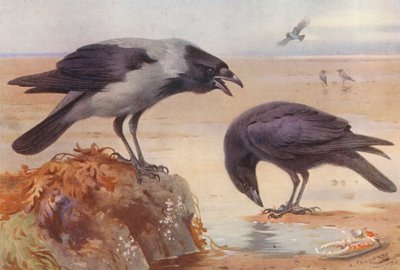 フード・カラス、キャリオン・クロウ（カラーリトグラフ） 作： Archibald Thorburn
