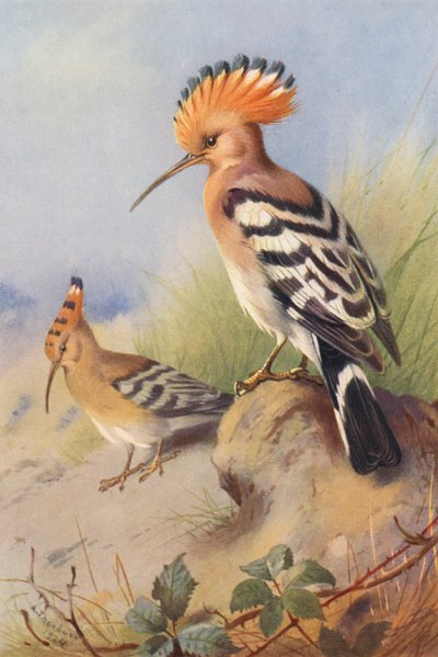 フープー（カラーリトグラフ） 作： Archibald Thorburn
