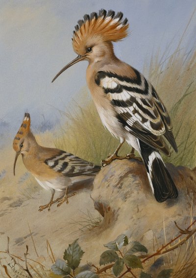 ヤツガシラ 作： Archibald Thorburn