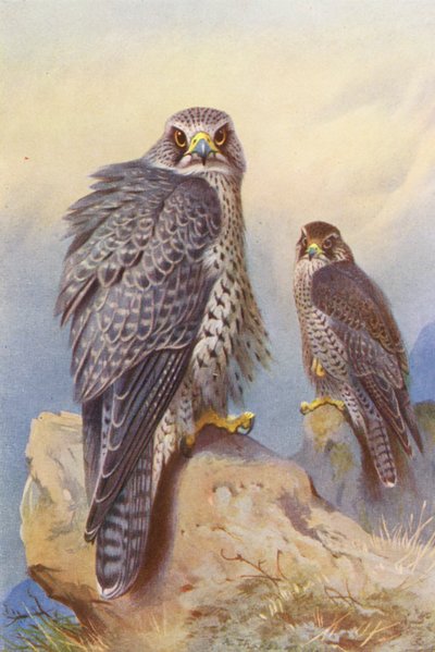 アイスランド・ファルコン、ジャイアー・ファルコン（カラーリトグラフ） 作： Archibald Thorburn